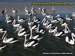 schwimmende Pelikane