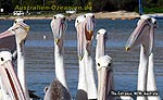 Pelikane von vorne