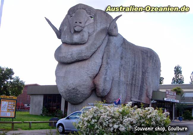 big sheep in Goulburn