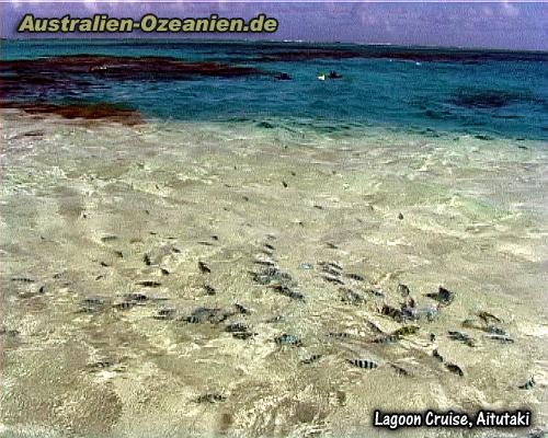 Fische in der Lagune von Aitutaki