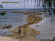 Rarotonga - reef walking