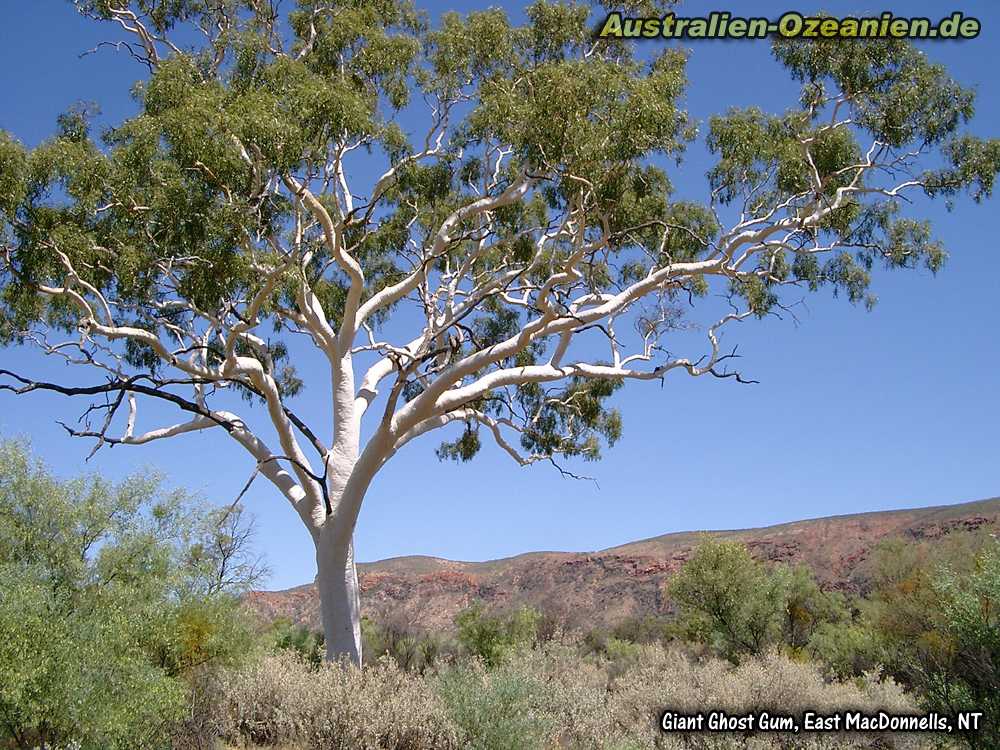 Ghost Gum