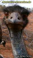 Emu frontal