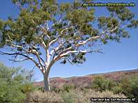 Giant Ghost Gum, East McDonnells