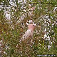 rosa Kakadus - pink cockatoos
