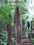 Whakarewarewa Forest