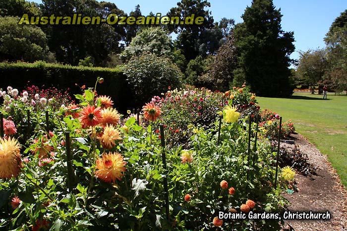 leuchtende Blüten