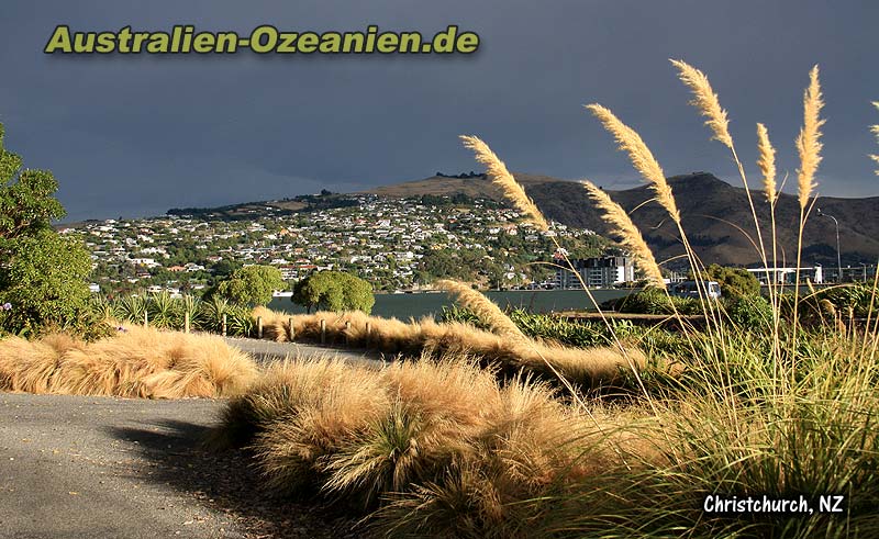 Schilfwedel im abendlichen Sonnenlicht