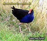 Pukeko