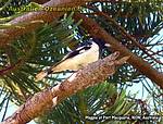 Magpie im Baum