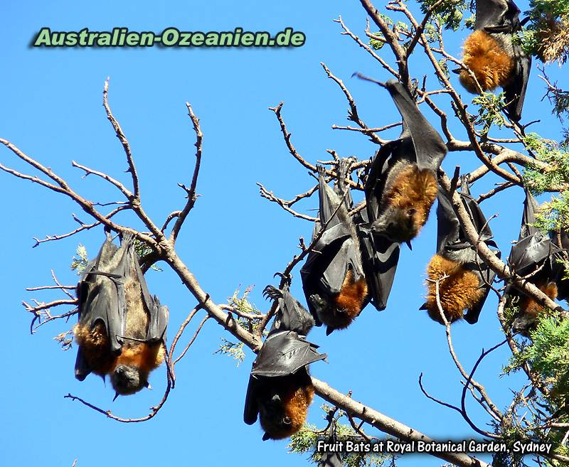 Flughunde kopfüber im Baum