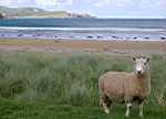 Sheep, Catlins, New Zealand