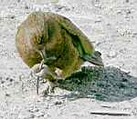 Kea "eating" rubber