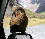 Kea on mirror