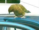 Kea on top of car