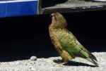 Kea at bus