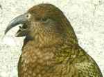 Kea