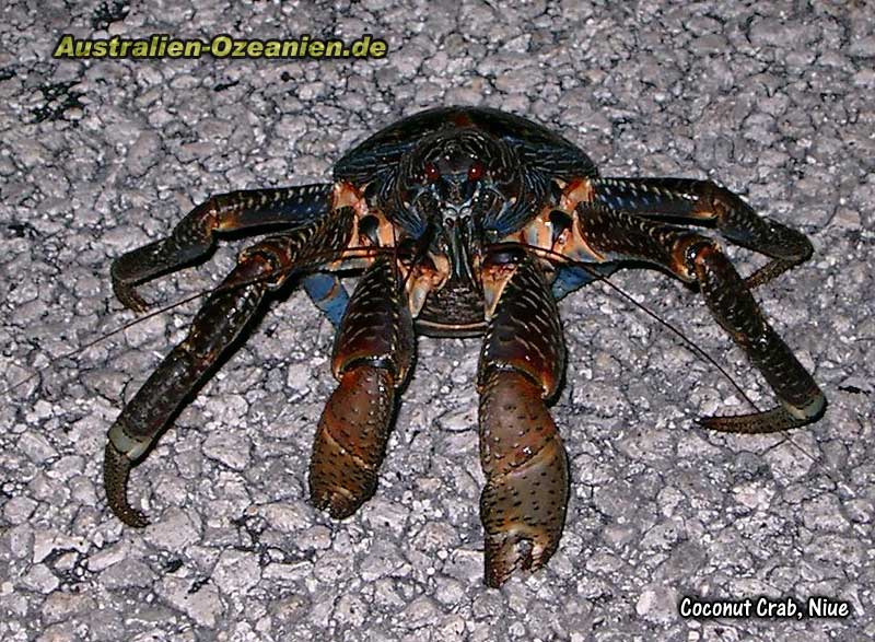 coconut crab - der Palmendieb