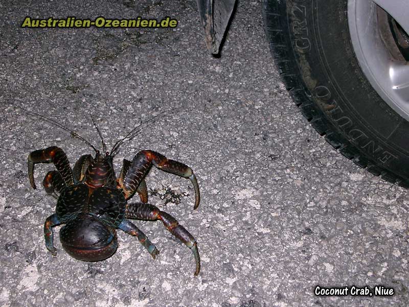 Coconut Crab am Autoreifen