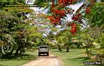 Niue Island - living east coast