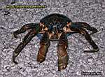 Niue Island - coconut crab 1