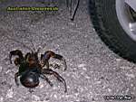 Niue Island - coconut crab 2