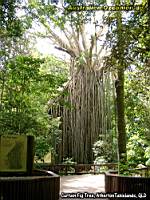 große Würgefeige - Curtain Fig Tree