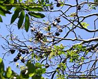 Flughunde im Baum