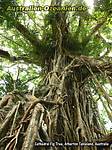 strangler fig: der Cathedral fig tree