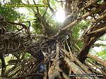 Blick in die Baumkrone des Cathedral fig tree