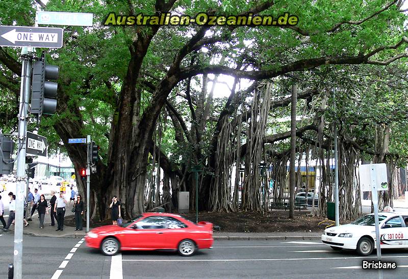 gewaltiger Baum an Straßenkreuzung im Stadtzentrum