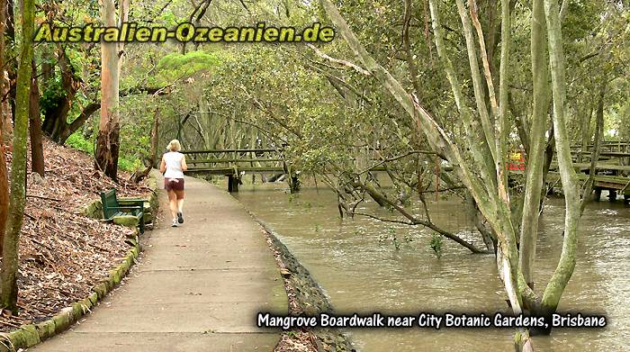 dicht mit Vegetation umgebener Fußweg am Brisbane River