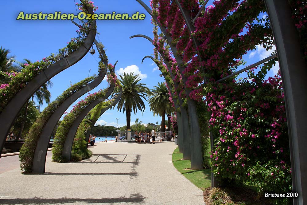 blühende Bougainvillea an geschwungenen Pfeilern