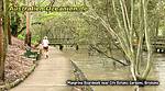 mangrove boardwalk