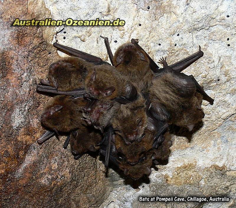 schlafende Fledermäuse