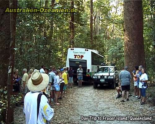 Rast im Urwald
