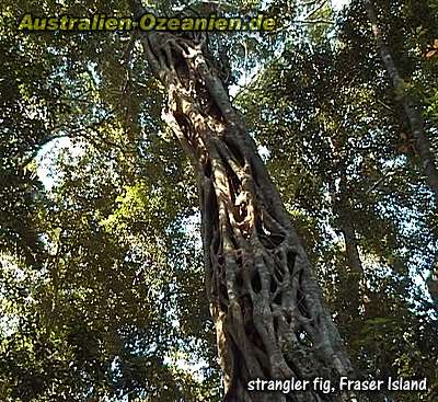 strangler fig - Würgefeige