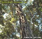 strangler fig tree
