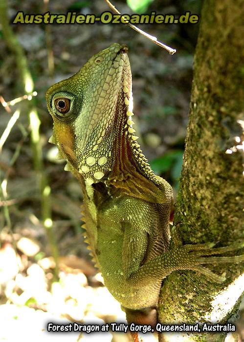 Forest Dragon Nahaufnahme