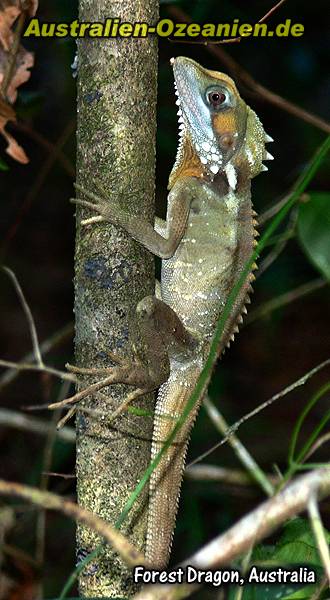 Forest Dragon am Baum