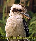 Kookaburra