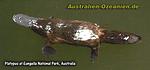 australisches Schnabeltier (Platypus)