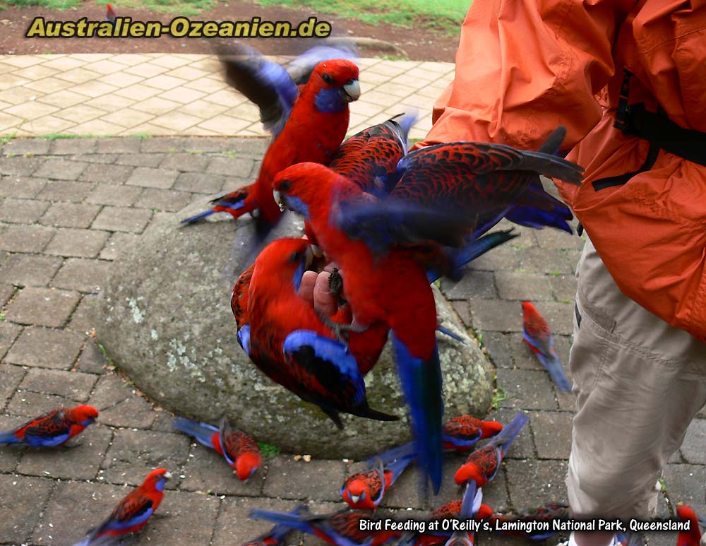 Rosellas auf der Hand