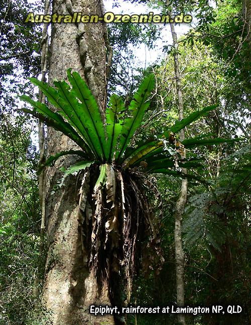 großer Epiphyt am Baum