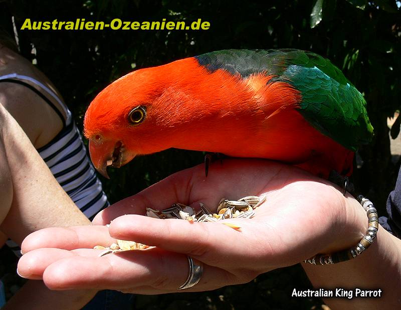 Australian King Parrot auf der Hand
