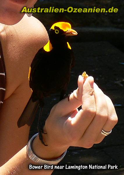 Touristin mit Bower Bird auf der Hand