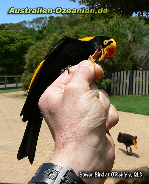 Regent Bower Bird auf der Hand