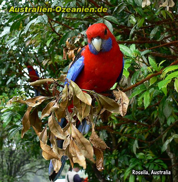 Rosella im Baum