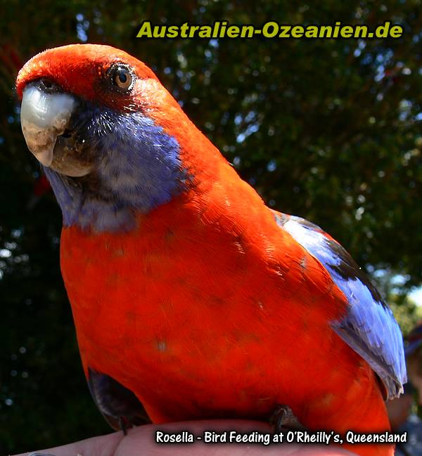 Rosella