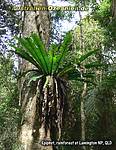 Epiphyt im Lamington Nationalpark